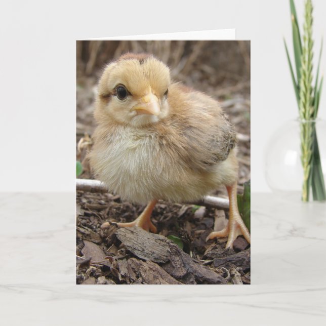 Carte La poule dans le jardin (Devant)