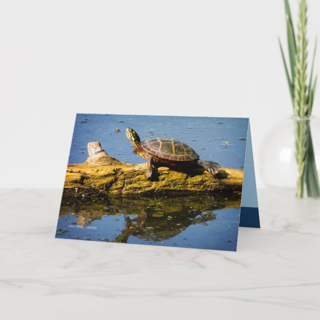 Carte La tortue (Devant)