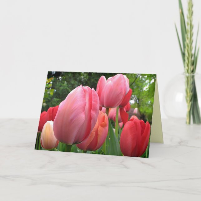 Carte La tulipe de printemps rose et rouge fleurit (Devant)