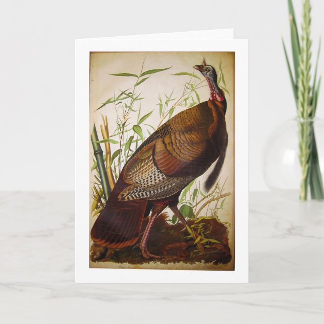Carte La Turquie sauvage, John James Audubon (Devant)