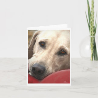 Carte Laboratoire jaune