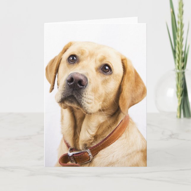 Carte Labrador (Devant)