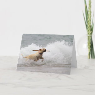 Carte Labrador - Jaune - Allez chercher !