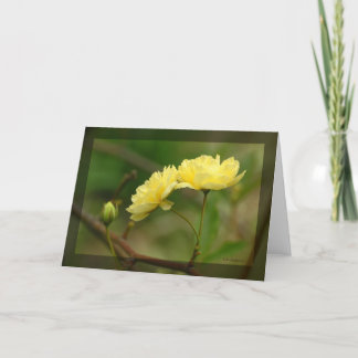 Carte Lady Banks Rosea Duo