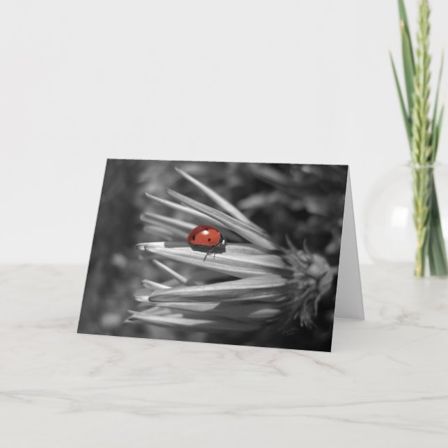Carte Lady Bug sur une marguerite (Devant)