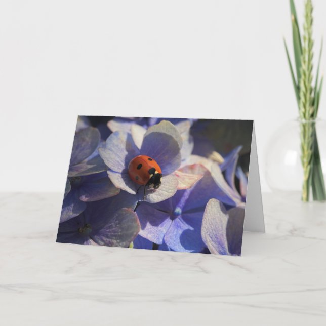 Carte Ladybird (Devant)