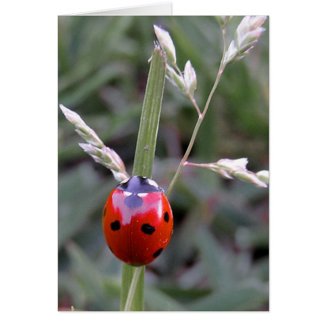 Carte Ladybug (Devant)