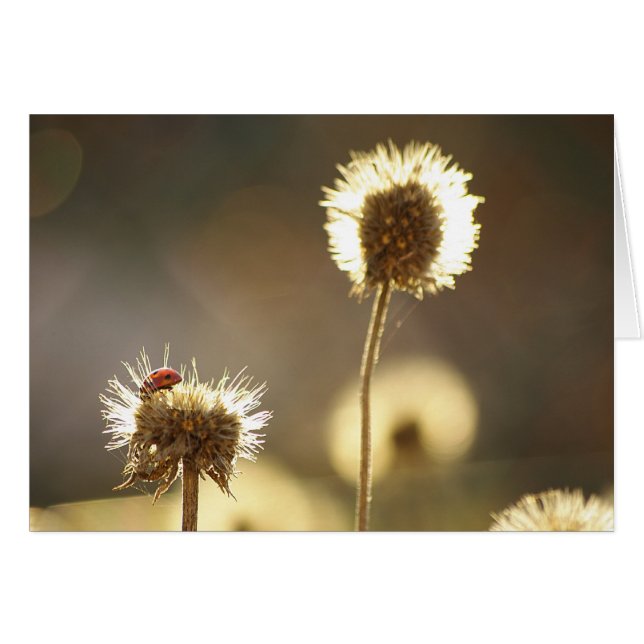 Carte Ladybug (Devant horizontal)