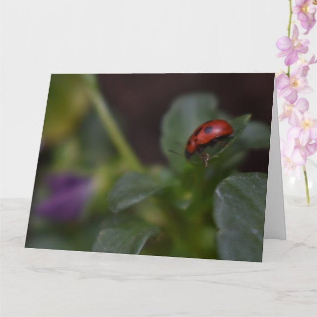 Carte Ladybug (Orchidée)