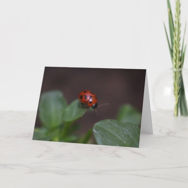 Carte Ladybug (Devant)
