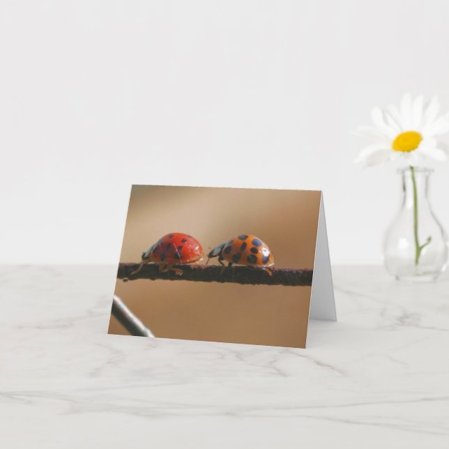 Carte Ladybug Buddies Nature Photographie Note (Petite plante)