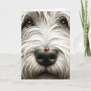 Carte Ladybug sur le nez de Shaggy Dog