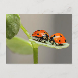 Carte Ladybugs