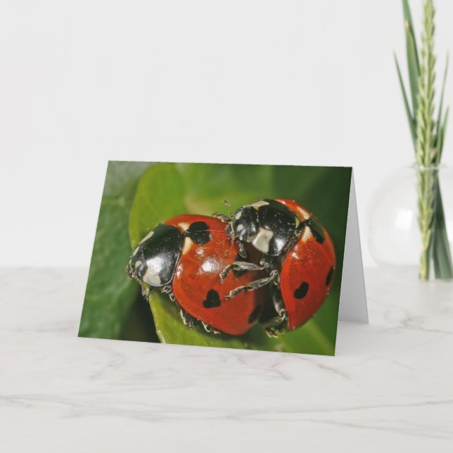 Carte Ladybugs en amour (Devant)