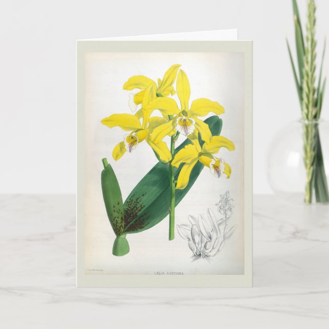 Carte Laelia Xanthina Orchidée Vintage jaune Lindenia (Devant)