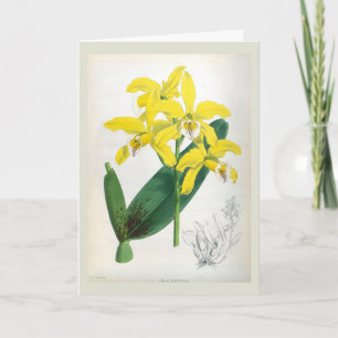 Carte Laelia Xanthina Orchidée Vintage jaune Lindenia