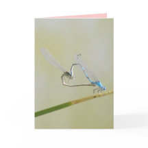 L'Amour des libellules