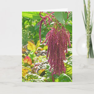 CARTE "L'AMOUR EST LE SOLEIL" (PLANTE AMARANTHUS CAUDATU