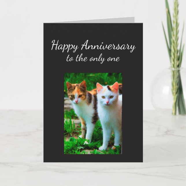 Carte L'anniversaire a aimé un humour de chat (Devant)