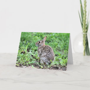 Carte Lapin