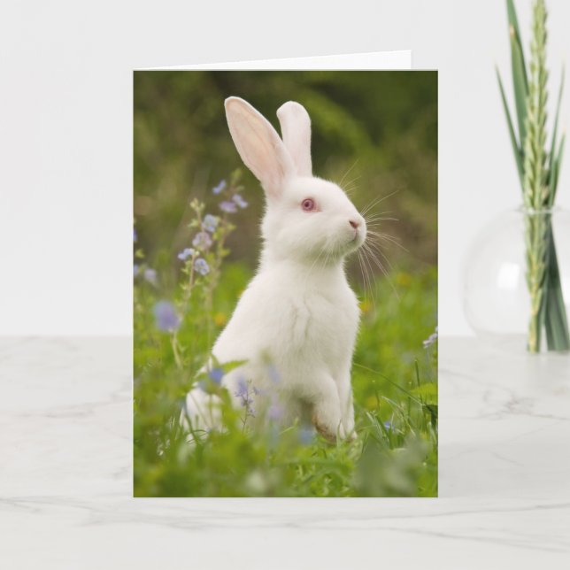Carte Lapin Blanc (Devant)
