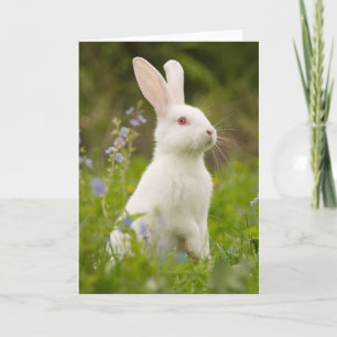 Carte Lapin Blanc