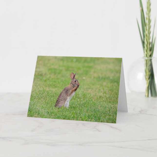 Carte Lapin debout dans l'herbe et ayant l'air timide (Devant)