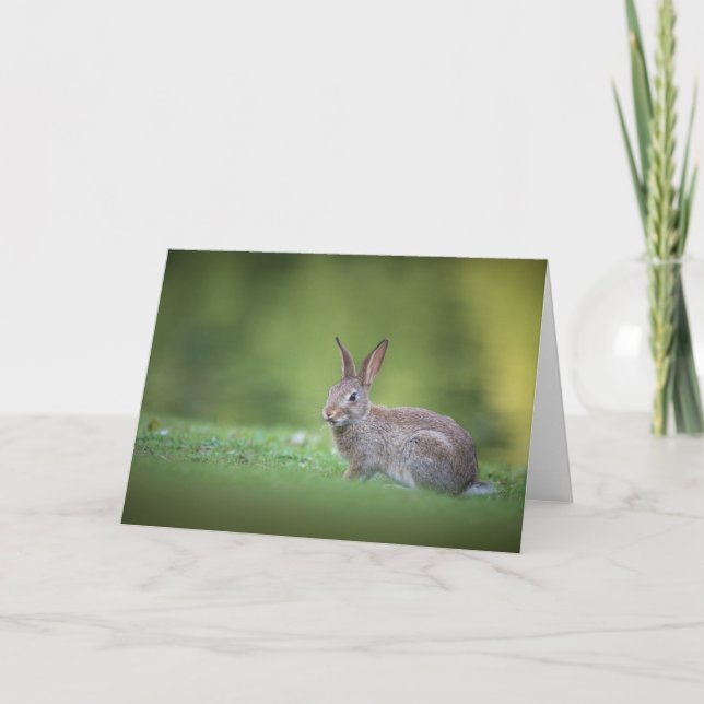 Carte Lapin Lapin Nature Photo (Devant)