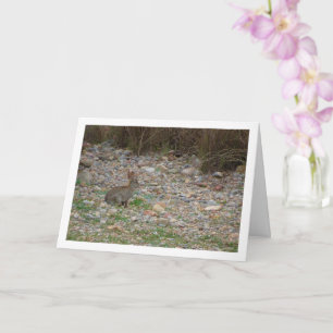 Carte Lapin sauvage en campagne