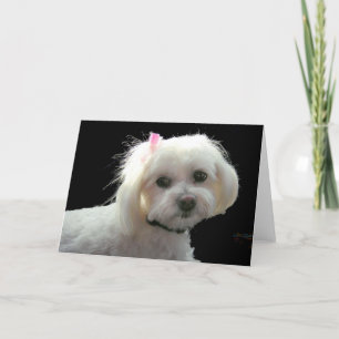 Carte L'arc rose de Muffy