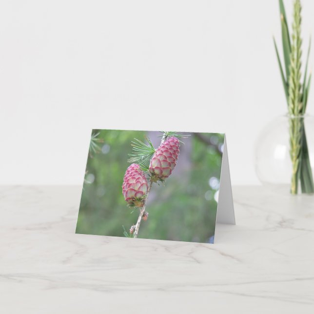 Carte Larch (Larix) (Devant)