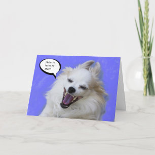 Carte Laughing Long Hair Chihuahua by Focus for a cause