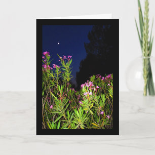 Carte Laurier rose rose la nuit