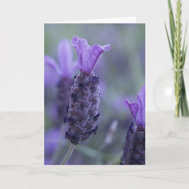 Carte Lavender Flower Photo Greeting Card (Devant)