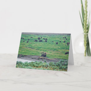 Carte Le bison américain