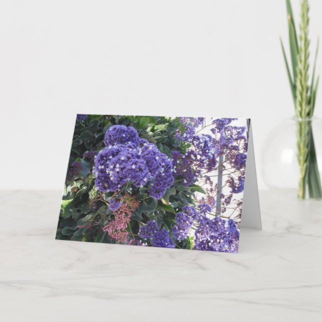 Carte Le blanc bleu de fleur tient le premier rôle la (Devant)