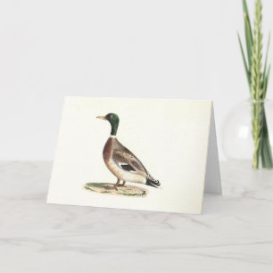 Carte Le canard colvert ou sauvage (Anas platyrhynchos)