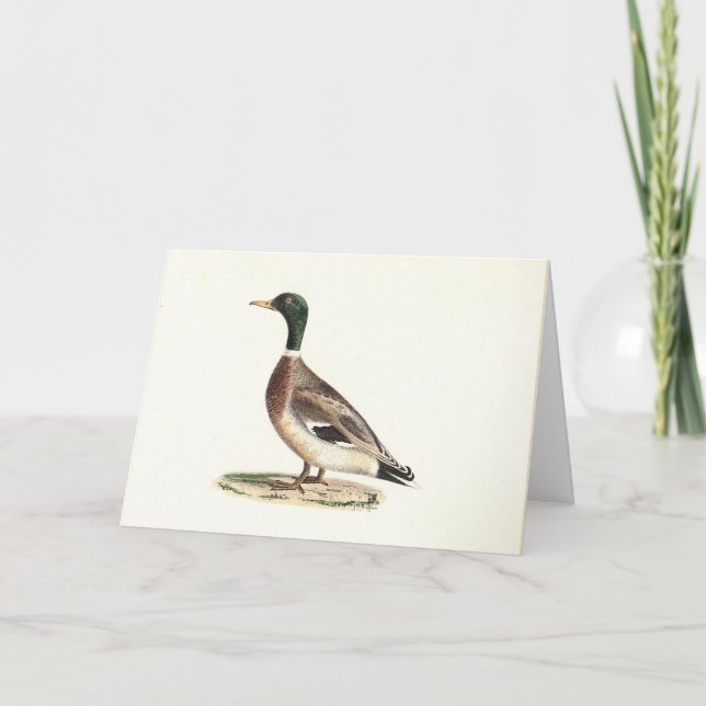 Carte Le canard colvert ou sauvage (Anas platyrhynchos) (Devant)