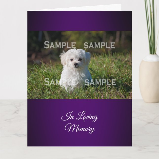 Carte Le caniche maltais en photo | d'herbe (Devant)