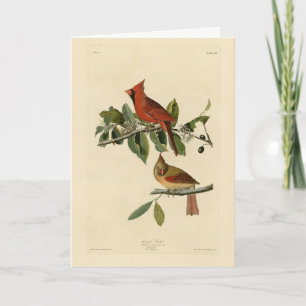 Carte Le cardinal Grosbeak de Audubon's Birds of America