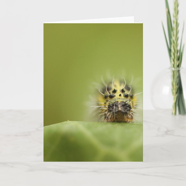 Carte le catapillar affamé (Devant)