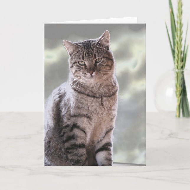 Carte Le chat d'Ephraim (Devant)