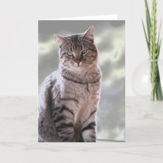 Carte Le chat d'Ephraim