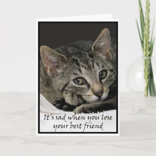 Carte Le Chat Triste Presente Des Condoleances Sur La Zazzle Fr