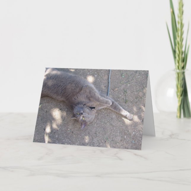 Carte Le chat veut le gâteau d'anniversaire ! (Devant)