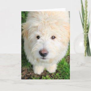 Carte Le Chiot De Goldendoodle En Regardant La Caméra