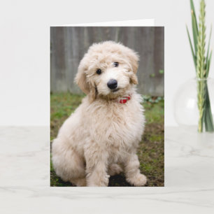 Carte Le Chiot De Goldendoodle S'Assis Dans L'Herbe