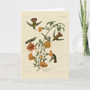 Carte Le colibri mangue des oiseaux d'Amérique d'Audubon