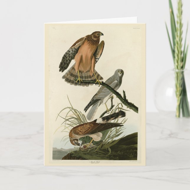 Carte Le faucon des marais des oiseaux d'Amérique d'Audu (Devant)