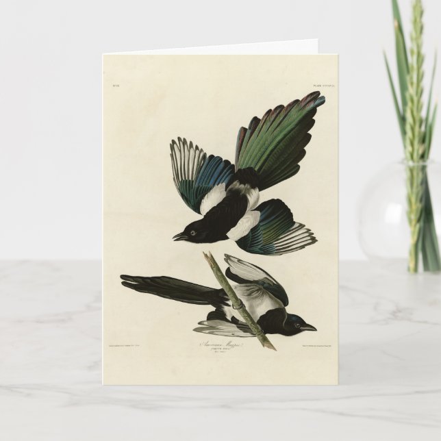 Carte Le gâteau américain des oiseaux d'Amérique d'Audub (Devant)